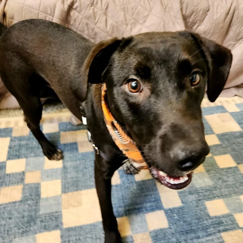 A young medium-sized male Black Hound dog named Zero for adoption in Falls Church, VA