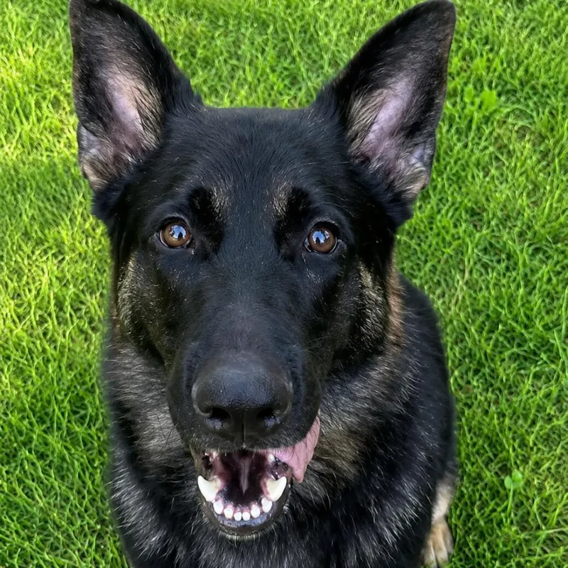 An adult small-sized male Black German Shepherd Dog dog named Romeo for adoption in Centerville, TN