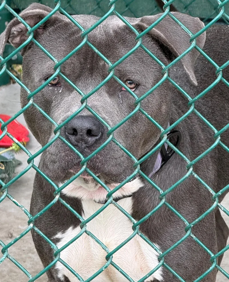 An adult large-sized male Gray / Blue / Silver Pit Bull Terrier dog named Franklin for adoption in Edison, NJ