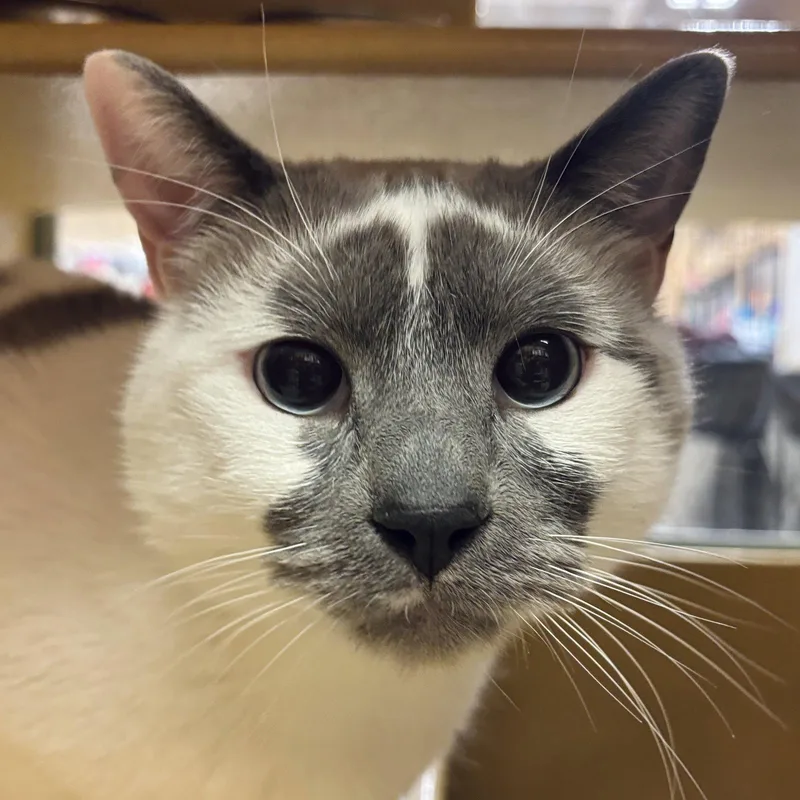 An adult large-sized male Siamese cat named Sam for adoption in Sonora, CA