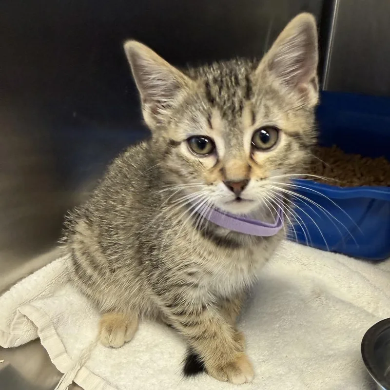 A baby small-sized female Gray / Blue / Silver Domestic Short Hair cat named Dusty for adoption in Tuscaloosa, AL