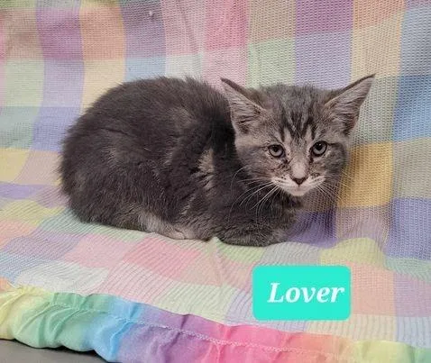 Lover thumbnail 2