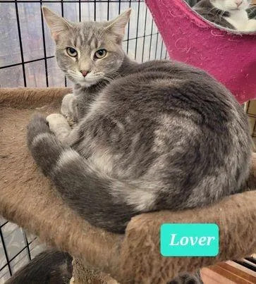 Lover thumbnail 3