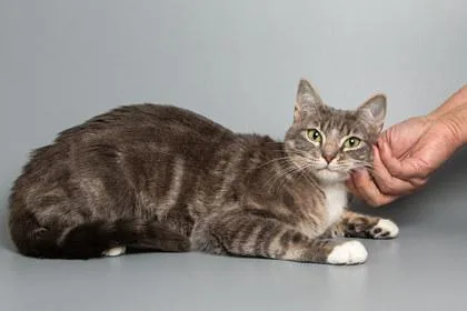 A young medium-sized female Domestic Short Hair cat named Romearo for adoption in Longmont, CO