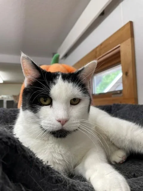 An adult medium-sized female Black & White / Tuxedo Domestic Short Hair cat named Sundae for adoption in Hayward, WI
