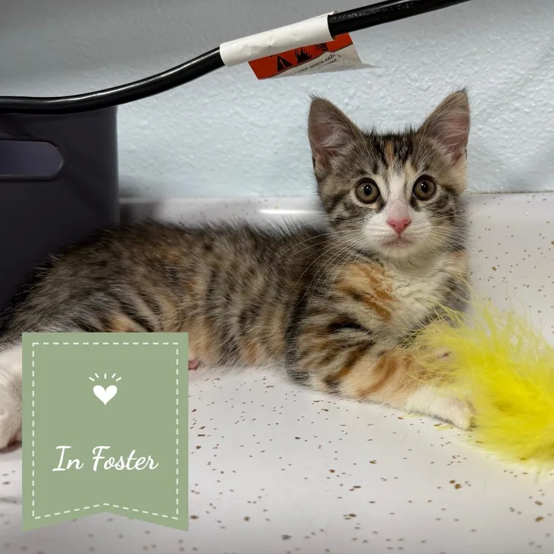 A young small-sized female Brown / Chocolate Domestic Short Hair cat named Bambi for adoption in Chico, CA