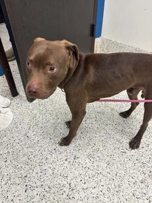 An adult large-sized male Mixed Breed dog named Co for adoption in Atlanta, GA
