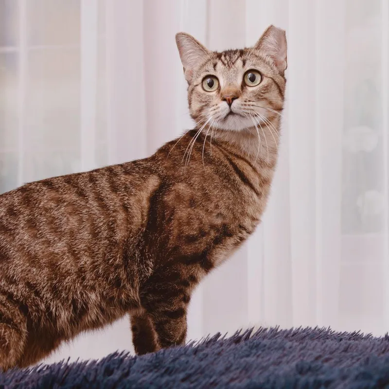 A young medium-sized male Domestic Short Hair cat named Bucket for adoption in Los Angeles, CA