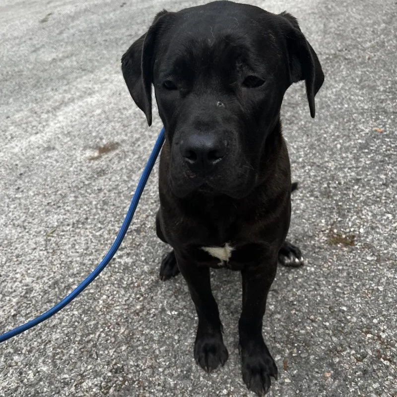 A young medium-sized female Black Mixed Breed dog named Hannah for adoption in Summerville, SC