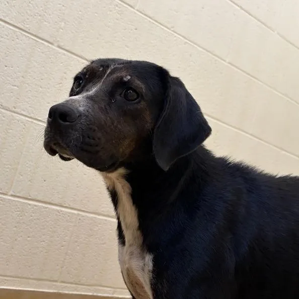 An adult medium-sized female Black Mixed Breed dog named Stella for adoption in Asheville, NC