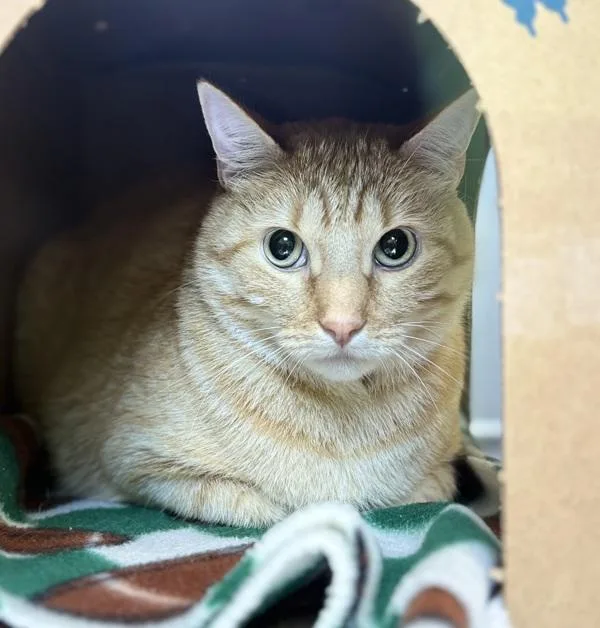 An adult small-sized male Domestic Short Hair cat named Pineapple for adoption in Sioux City, IA