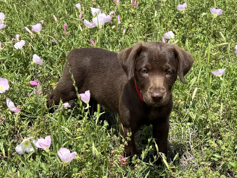 A baby large-sized female Labrador Retriever dog named Mercy Valley for adoption in Fort Worth, TX