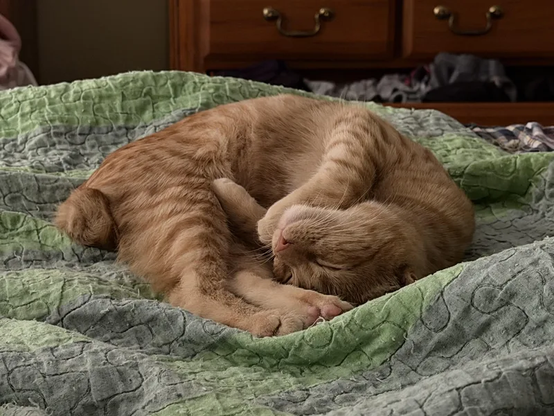 A baby small-sized female Domestic Short Hair cat named Curly for adoption in Statesboro, GA