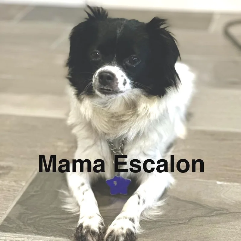 A baby small-sized male Brown / Chocolate Mixed Breed dog named Tobias for adoption in San Francisco, CA