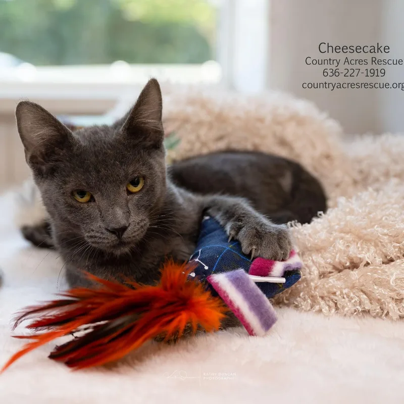 A baby large-sized male Gray / Blue / Silver Domestic Short Hair cat named Cheesecake for adoption in Manchester, MO
