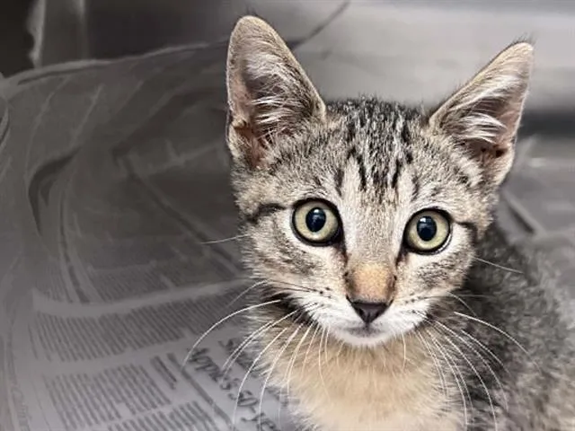 A baby small-sized female Domestic Short Hair cat named Filly for adoption in Tustin, CA