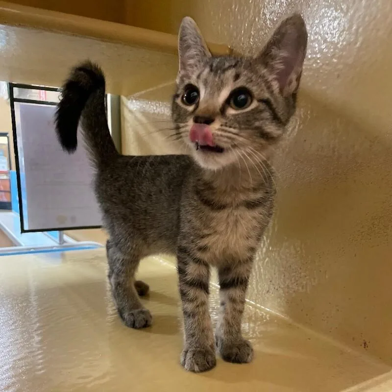 A young medium-sized male Domestic Short Hair cat named Homer for adoption in Roanoke, VA