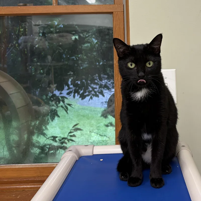 An adult medium-sized female Black Domestic Short Hair cat named Linda for adoption in Southold, NY