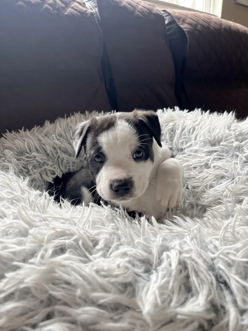 Franklin thumbnail 2