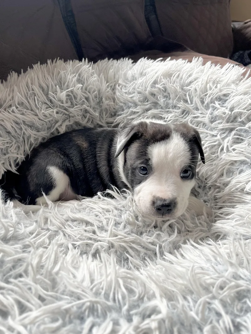 Franklin thumbnail 5