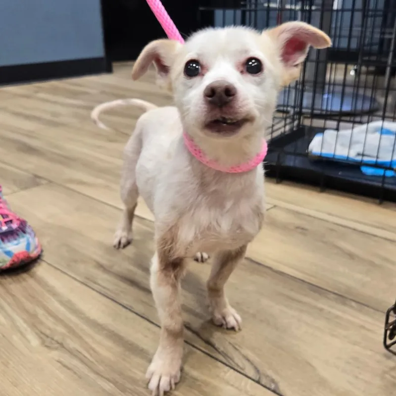 A senior small-sized male White / Cream Mixed Breed dog named Jj for adoption in Newark, NJ