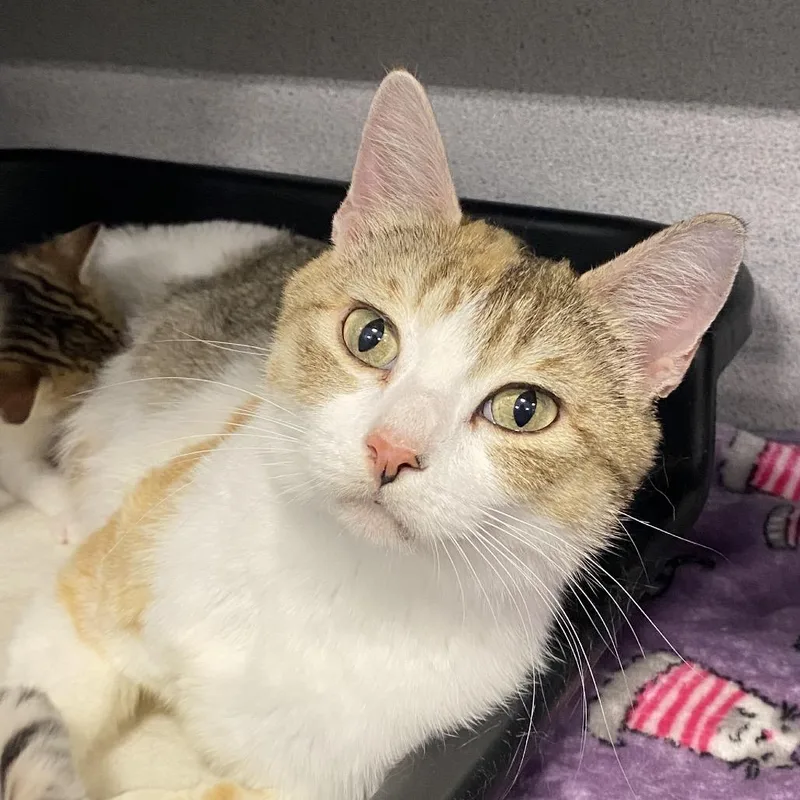 An adult medium-sized female Calico Domestic Short Hair cat named Scotch for adoption in Sheridan, WY