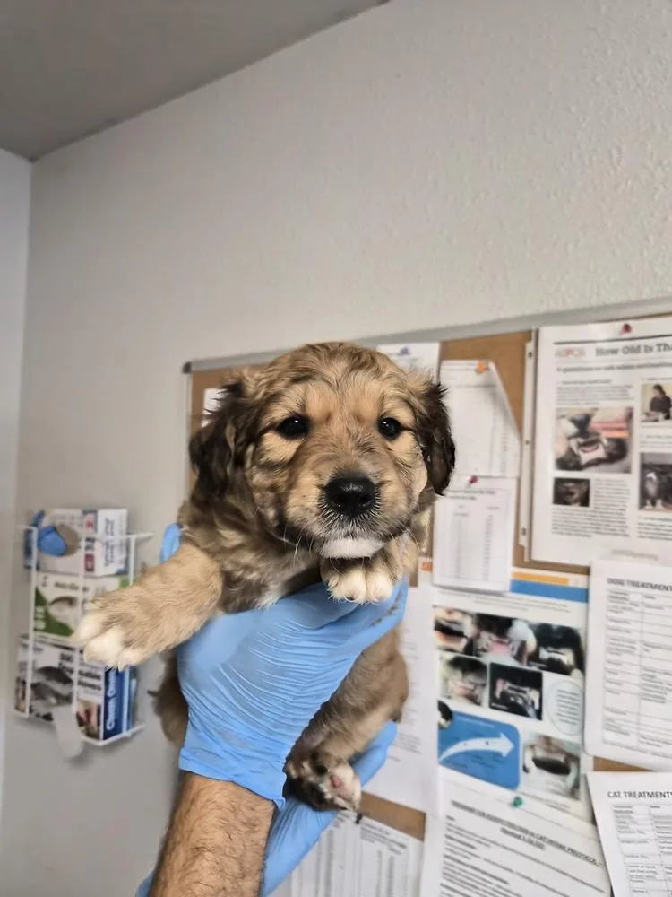 A baby large-sized male Australian Shepherd dog named Dirt Devil for adoption in Bolivar, MO