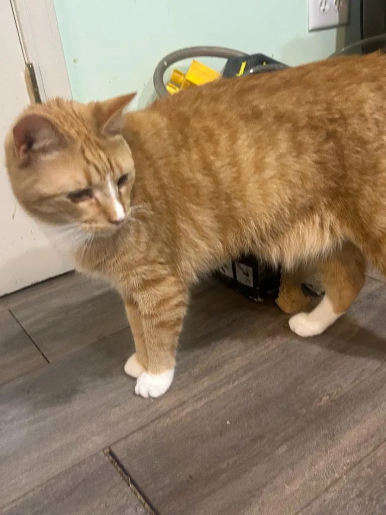 A young medium-sized male Domestic Short Hair cat named Johnny Winter Pancake for adoption in Rome, GA