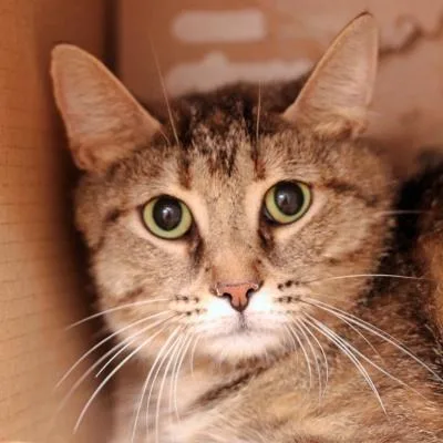 An adult medium-sized female Brown / Chocolate Domestic Short Hair cat named Hinders for adoption in Hilliard, OH