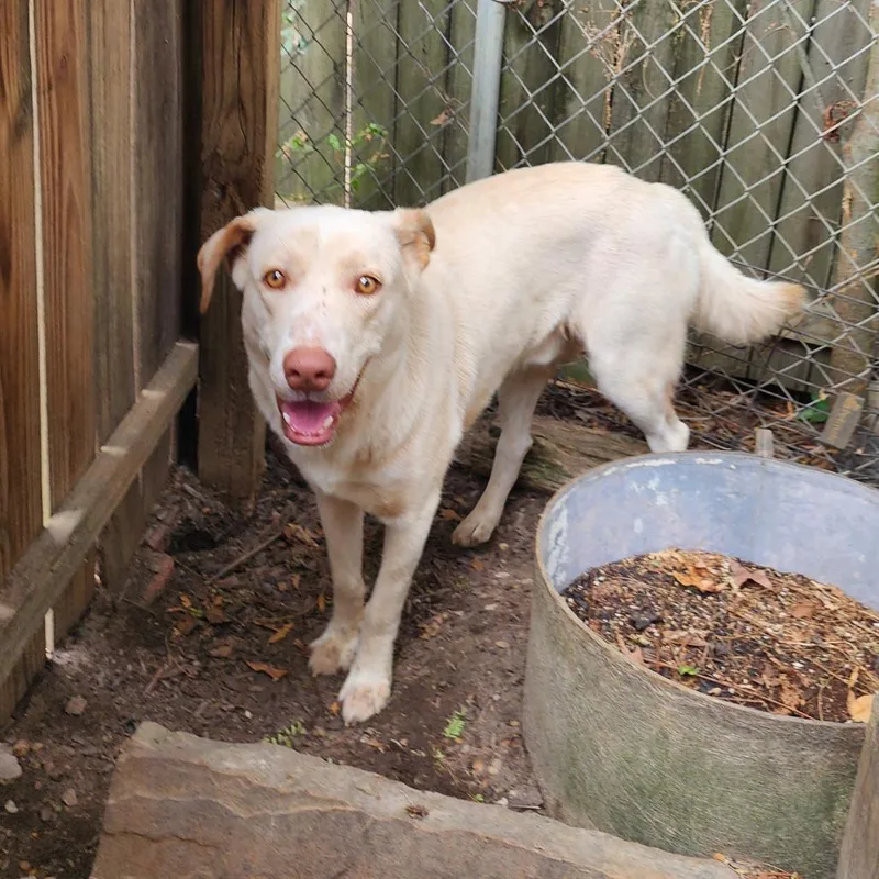 An adult medium-sized male White / Cream Mixed Breed dog named Denver for adoption in Boaz, AL