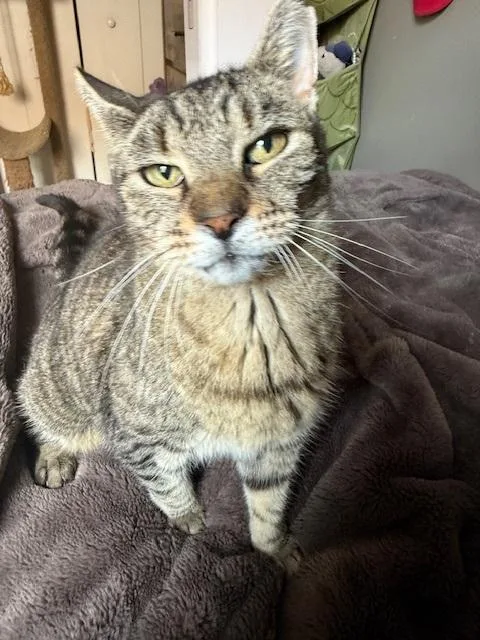 Faithful thumbnail 6