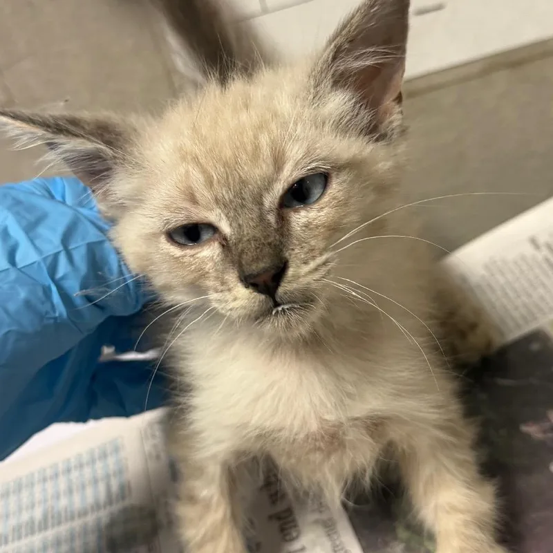 A baby small-sized male Cream / Ivory Domestic Short Hair cat named Oak for adoption in Yuma, AZ