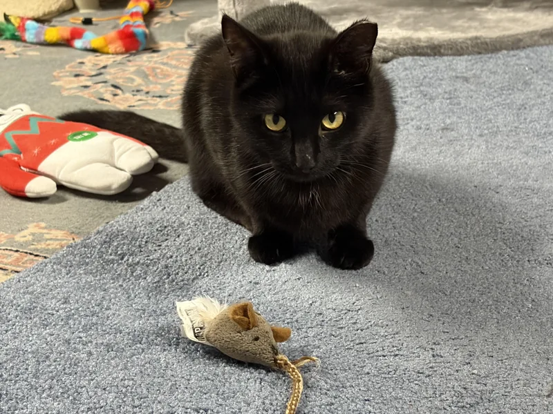 A young medium-sized female Domestic Short Hair cat named Sienna for adoption in Medfield, MA