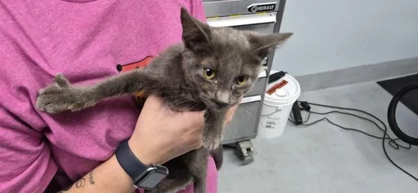 A baby small-sized male Domestic Short Hair cat named Sf Theo for adoption in Lawrenceville, GA