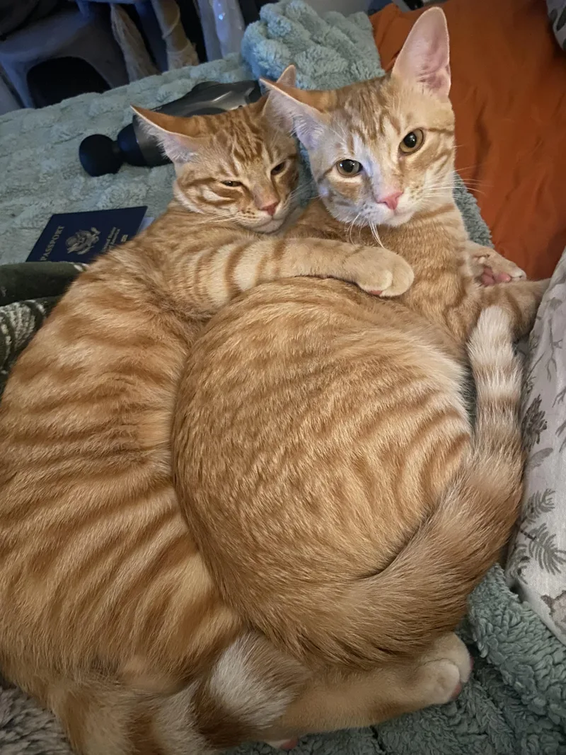 An adult large-sized male Orange & White Domestic Medium Hair cat named Fred And George for adoption in Pflugerville, TX