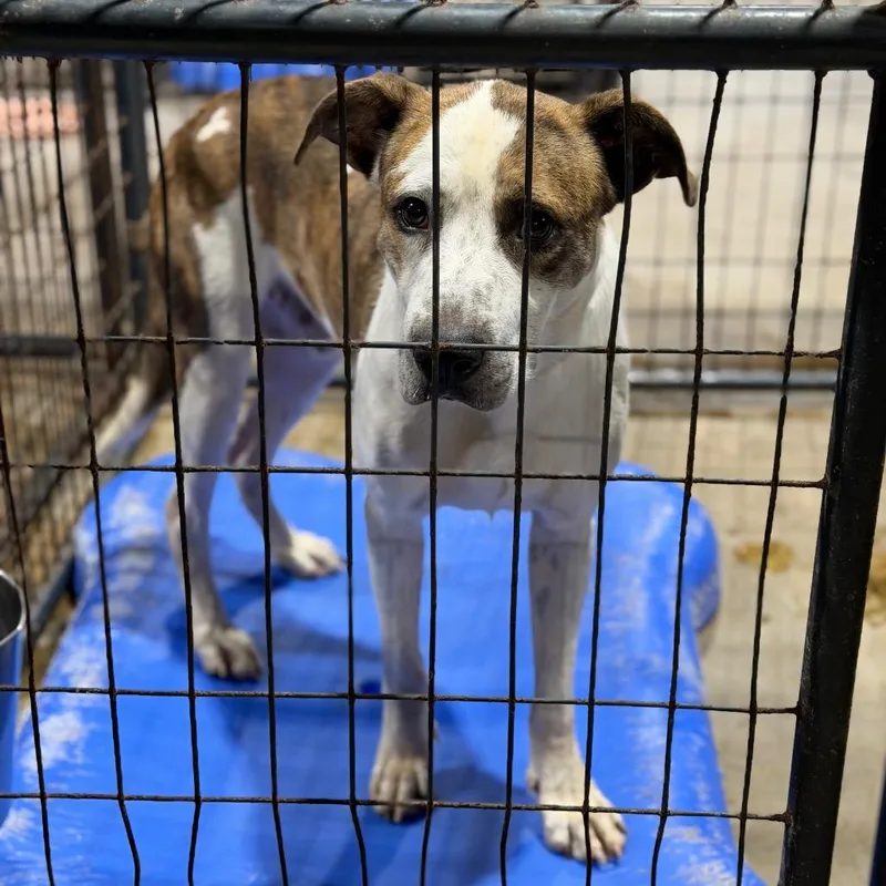 An adult medium-sized male Red / Chestnut / Orange Pit Bull Terrier dog named Boog for adoption in Fort Smith, AR