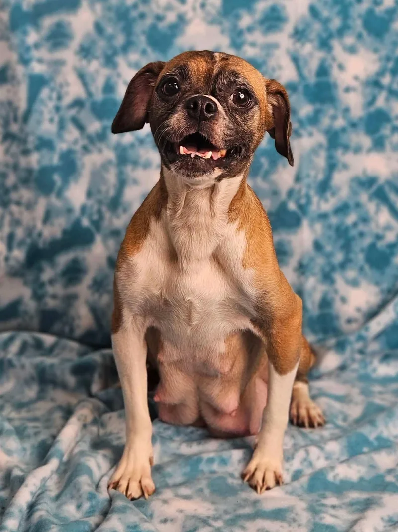 A baby small-sized male Yellow / Tan / Blond / Fawn Puggle dog named Atlanta for adoption in East Sparta, OH