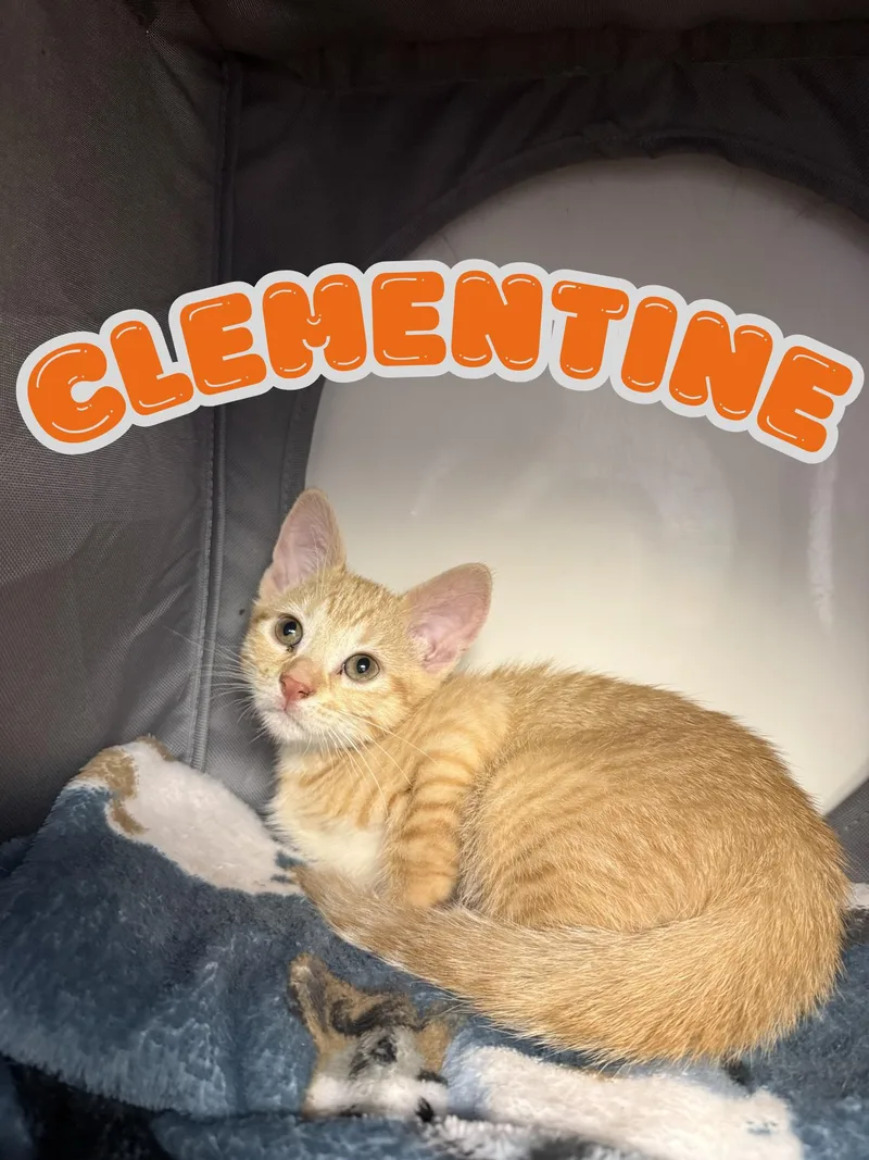 A baby medium-sized female Orange & White Domestic Short Hair cat named Clemetine for adoption in Orleans, VT
