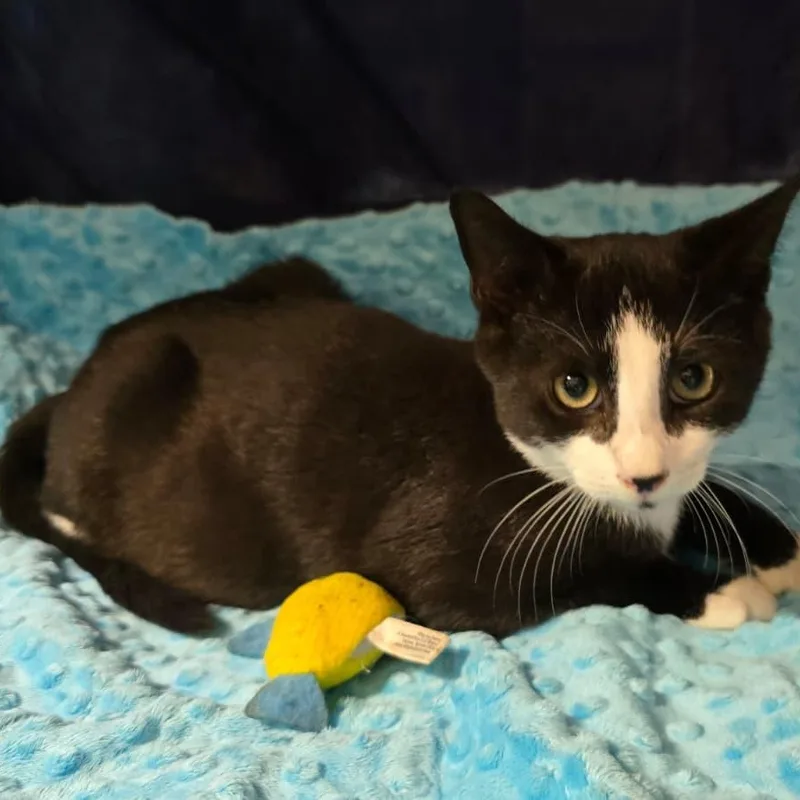 A baby medium-sized male Domestic Short Hair cat named Mickey for adoption in Wrightstown, NJ