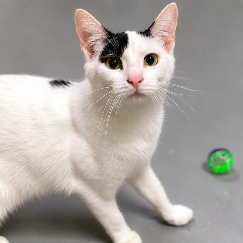 An adult small-sized female White Domestic Short Hair cat named Pippy for adoption in Hopkinton, MA