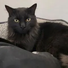 A young medium-sized male Black Domestic Long Hair cat named Tobi for adoption in Green Valley, AZ