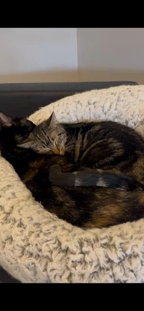 Thumbelina & Mocha thumbnail 4