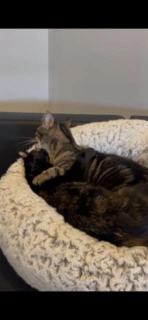 Thumbelina & Mocha thumbnail 5
