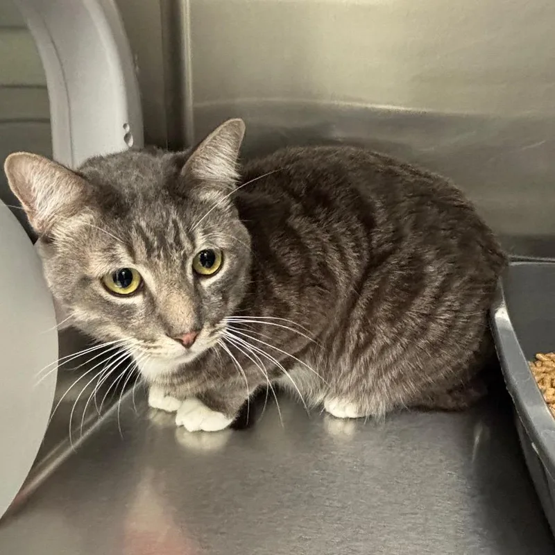 An adult large-sized male Domestic Short Hair cat named Ted for adoption in Los Angeles, CA