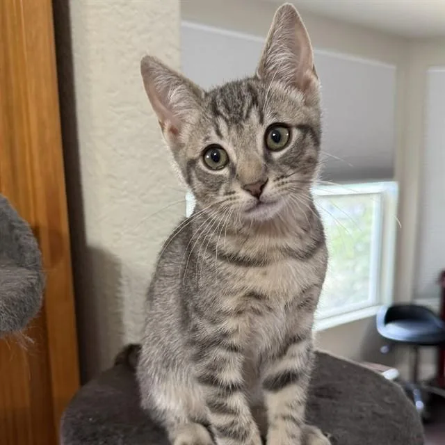 A baby small-sized male Domestic Medium Hair cat named Tennessee for adoption in Auburn, CA