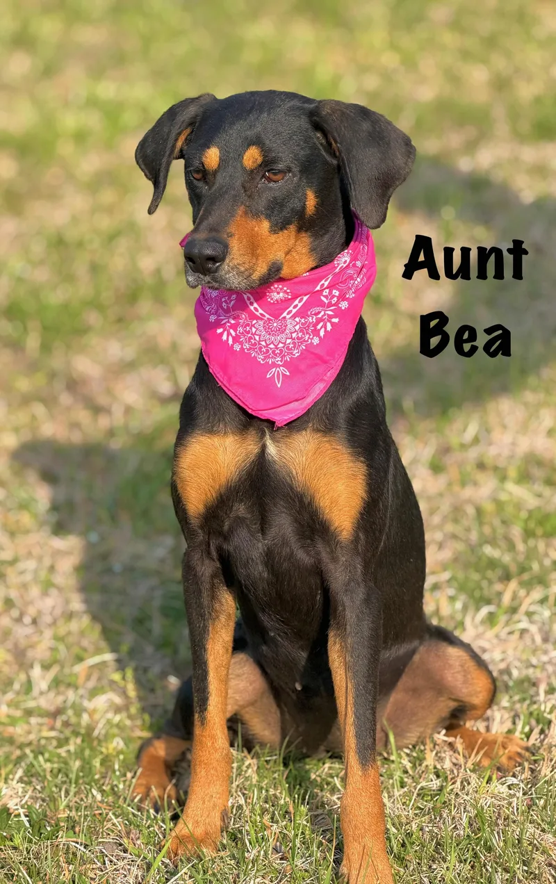 Aunt Bea