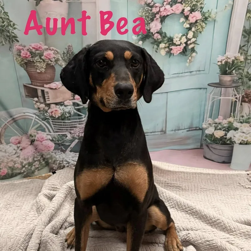 Aunt Bea thumbnail 3
