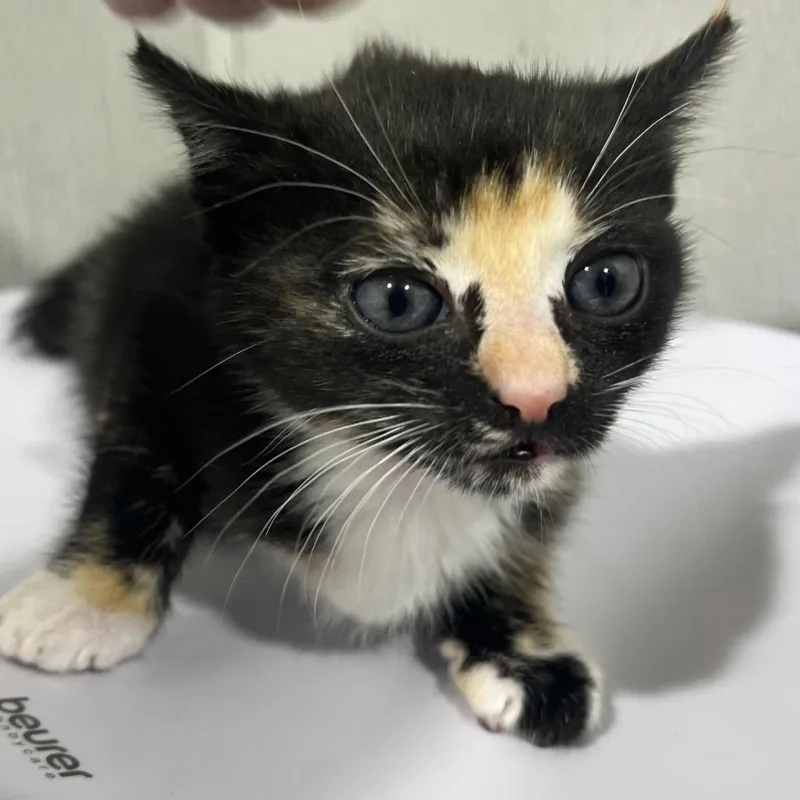 A baby small-sized female Calico Domestic Short Hair cat named Lotus for adoption in Tampa, FL