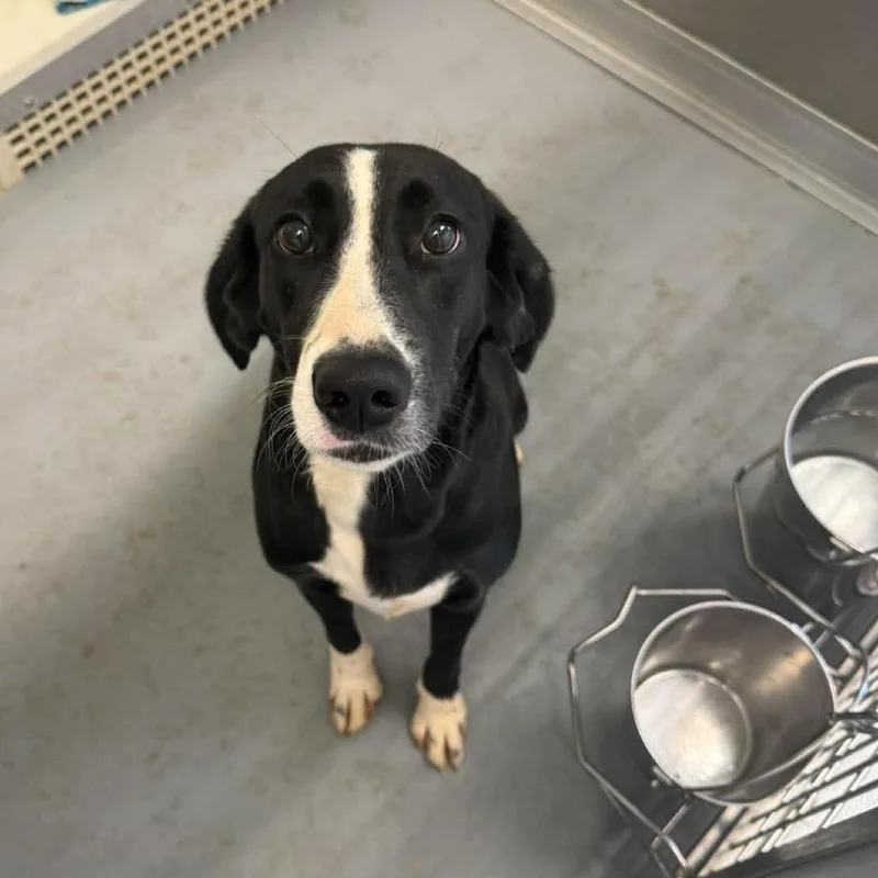 A young medium-sized female Black Beagle dog named Belle for adoption in Fairfax, VA