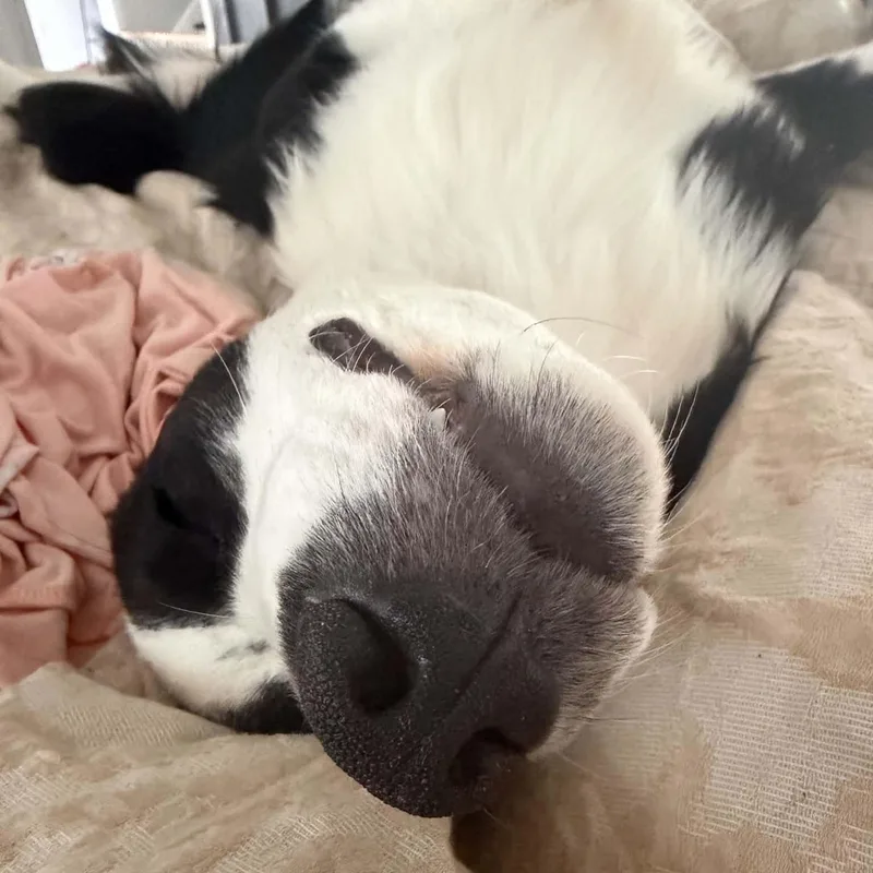 A baby medium-sized female Black Border Collie dog named Gypsy for adoption in Athens, AL